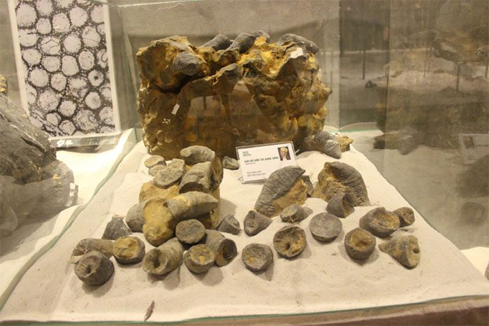 Fossils of horned four-rayed corals (419-393 million years).
