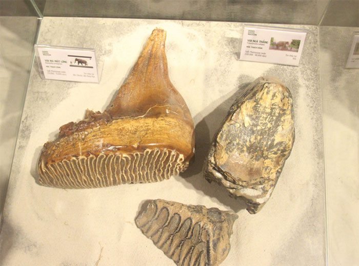 Fossil of a woolly mammoth (70,000-15,000 years) and a straight-tusked elephant (210,000 – 90,000 years)