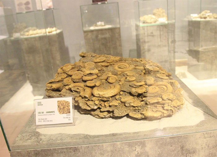 Beautiful stone flower fossil found in Germany.