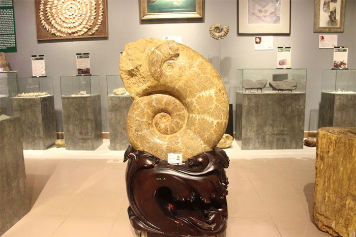 Fossil of a giant stone flower (174-164 million years) displayed at the exhibition.