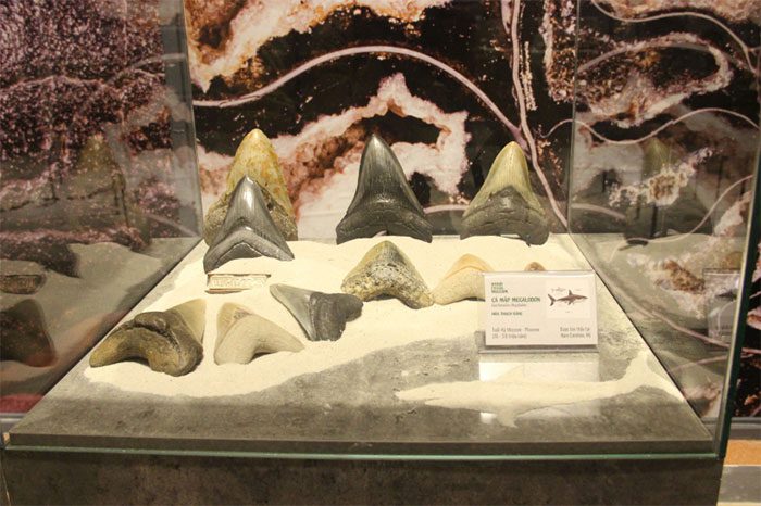 Megalodon shark tooth fossil found in the USA.