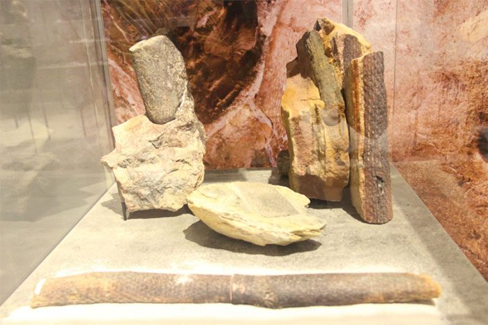 Fossil of a plant from the Middle Devonian.