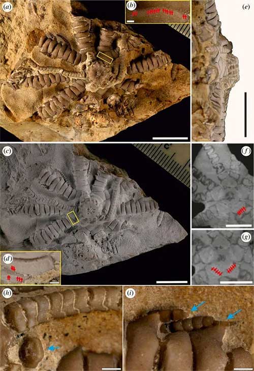 Close-up of Ausichicrinites zelenskyyi, intact after 145 million years