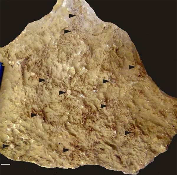 Fossil excavated at a site in central-west Ethiopia.
