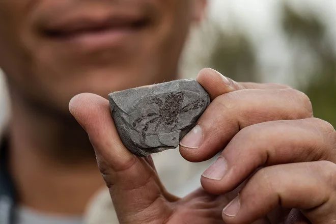 Callichimaera fossil discovered in 2005 in Colombia.