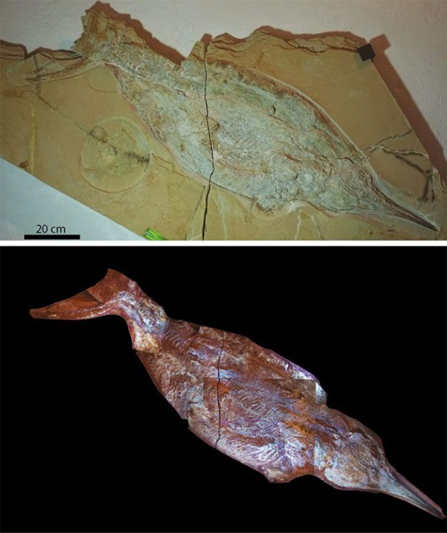 Complete Ichthyosaur fossil in Solnhofen.