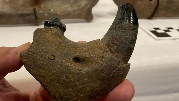 Rare specimen of an extinct monster lion