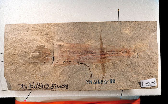 Fossil of the octopus ancestor