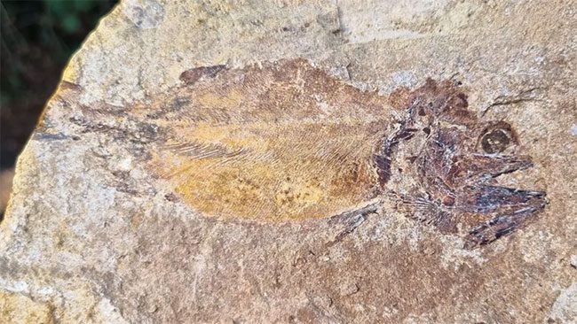 Scales and eyes of the fish are some of the soft tissues preserved for over 180 million years.