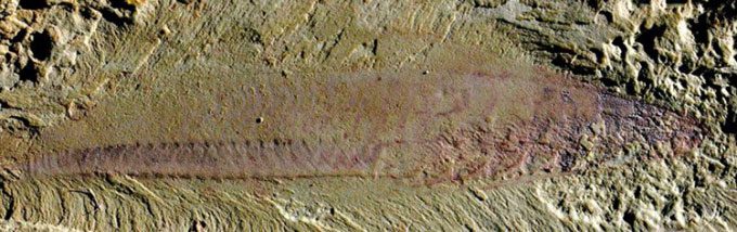 Fossil of the fish Myllokunmingia.