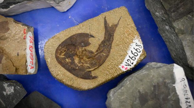 This is the fossil of the oldest jawed fish.