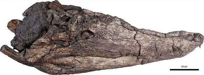 Crocodile head fossil