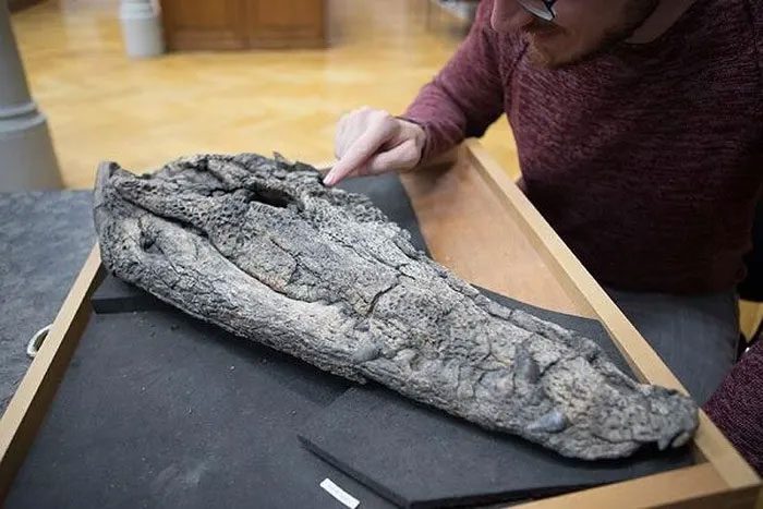 Fossils dating back 35 to 39 million years.