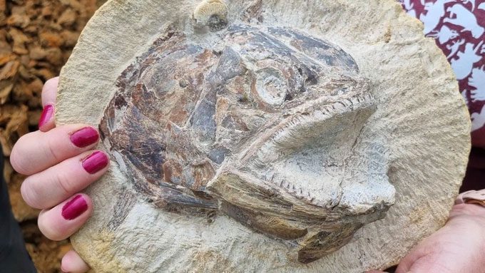 3D fossil of a fish from the Jurassic period