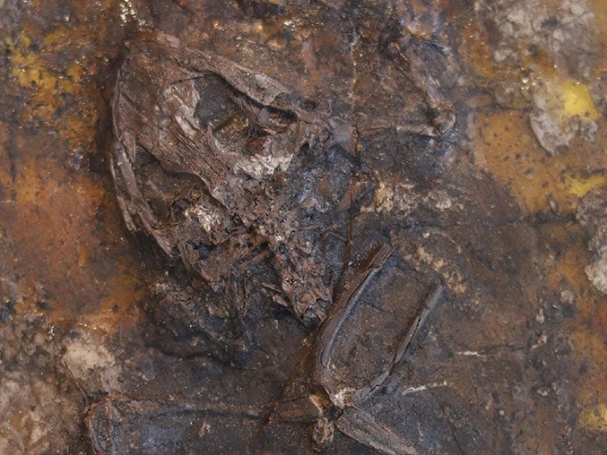 Fossilized frogs in Geiseltal