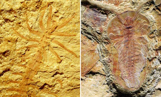 Fossils of the worm Luolishania (left) and the arthropod Naroia (right).