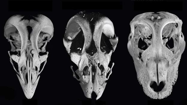 The research team created a chicken embryo with a dinosaur-like snout and palate