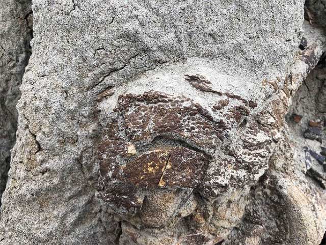 "Dinosaur mummy" found in Canada