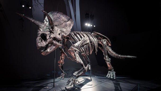 Horridus skeleton is nearly 85% complete.