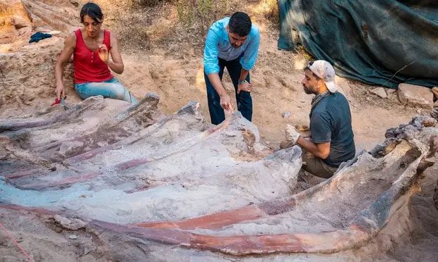Fossil of a sauropod dinosaur