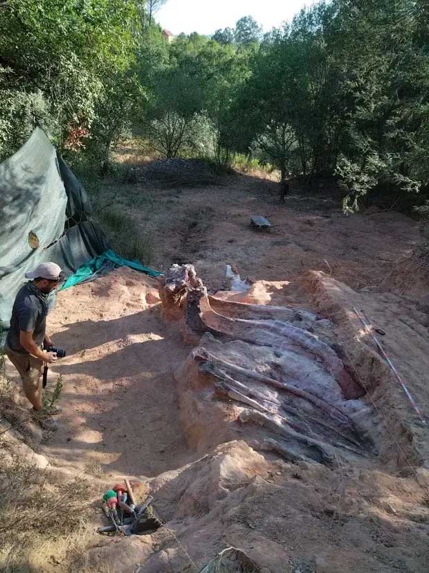 Fossilized skeleton of a sauropod dinosaur being excavated.