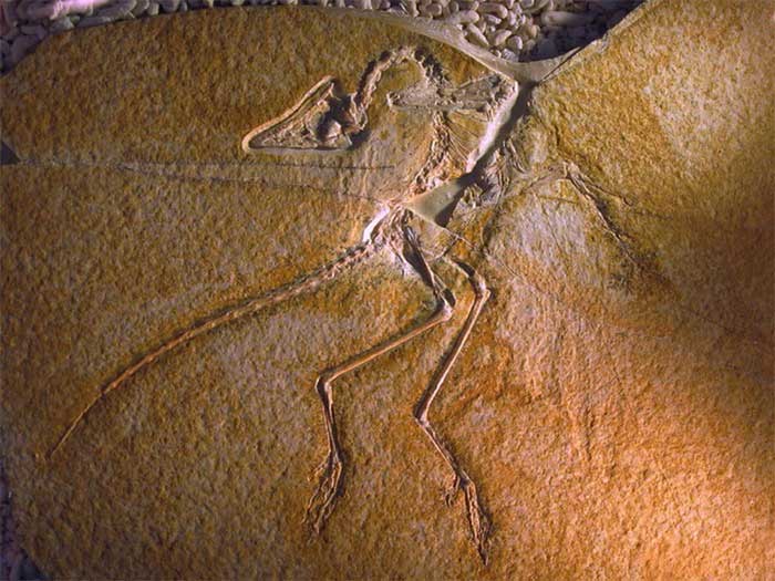 The fossil of a winged and feathered creature that closely resembles dinosaurs