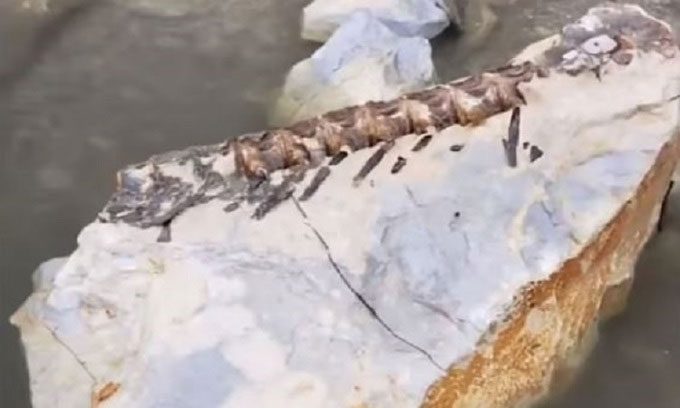 Fossil discovered by Moore during a hunting trip.