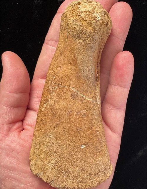 Plesiosaur fossil bones