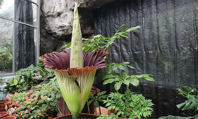 When blooming, the corpse flower releases gas containing over 100 chemicals, creating a smell similar to rotting meat.
