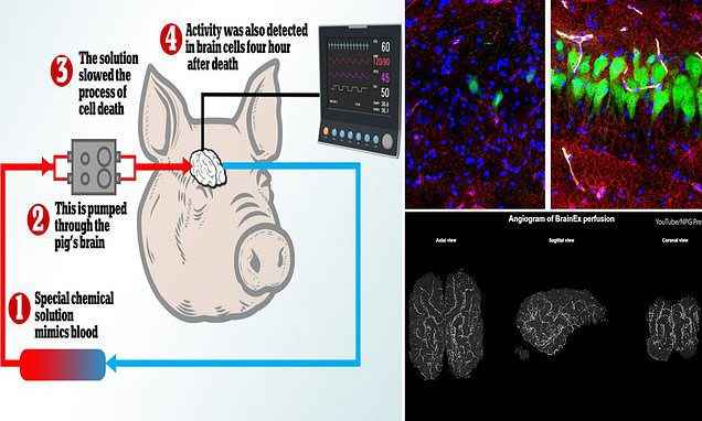 The circulatory system revived pig brains four hours after death at Yale University.