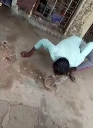 A man bends down to kiss a cobra.