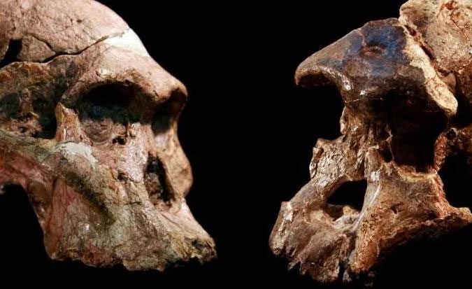 2 skulls found from Sterkfontein