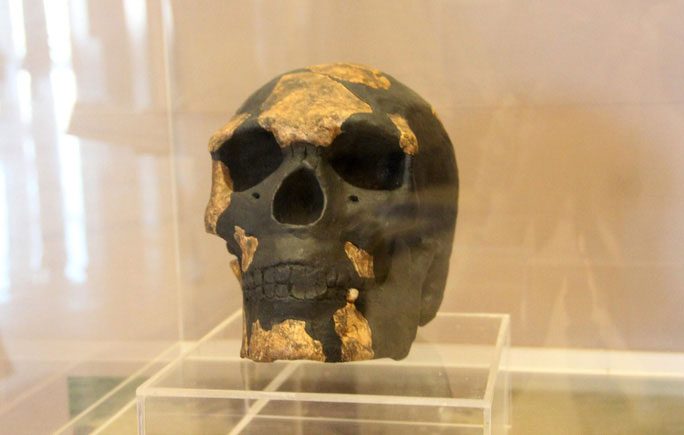 Reconstructed skull of Omo I