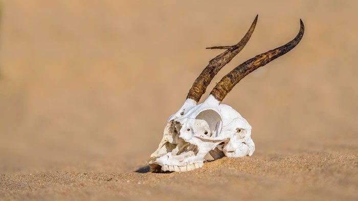 Without rain, animal populations will decline sharply.