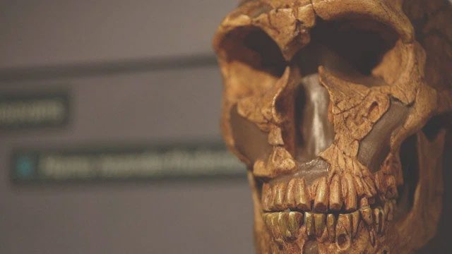Neanderthals were a distinct human species that inhabited Europe hundreds of thousands of years ago