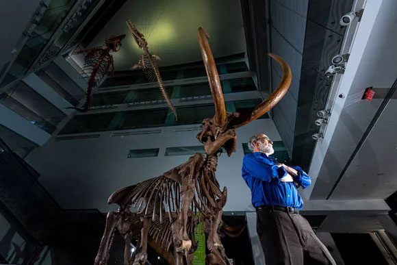 Buesching's tooth elephant skeleton