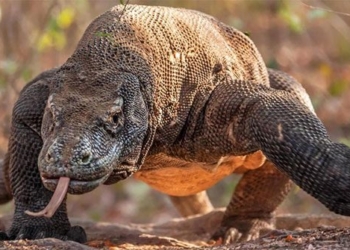 horrifying komodo dragon eating young swallowing live to mountain in tic tac 119272