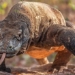horrifying komodo dragon eating young swallowing live to mountain in tic tac 119272