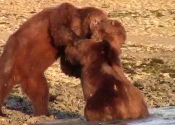 hot face before the action of collectors catching the love of alaska brown bear in their hands action importance 118858