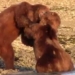 hot face before the action of collectors catching the love of alaska brown bear in their hands action importance 118858
