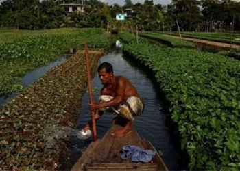 hot sea water revives traditional farming methods in bangladesh 123738