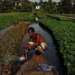 hot sea water revives traditional farming methods in bangladesh 123738