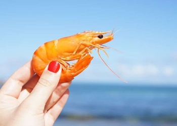 how american scientists create concrete from crab shells and what you can be sure about it 122248