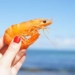 how american scientists create concrete from crab shells and what you can be sure about it 122248