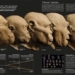 how climate has shaped human evolution 120075