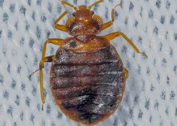 how dangerous is the bed bug 121015