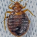 how dangerous is the bed bug 121015