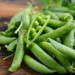 how does holland plantain affect health 119118