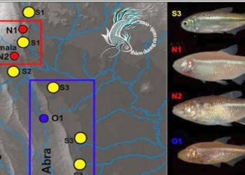 how does the eel survive in an oxygen deficient environment 119378