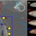 how does the eel survive in an oxygen deficient environment 119378